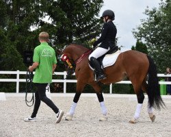 stallion Massimo 67 (German Riding Pony, 2018, from FS Mr. Right)