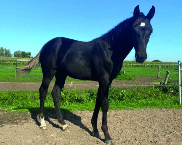 horse Prämienfohlen (unknown, 2021, from For Planet)