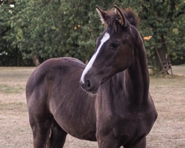 horse Skyline (Westphalian, 2022, from Secret Game)