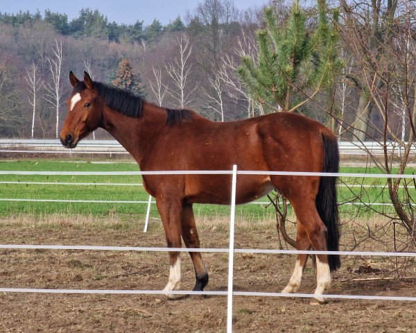 horse Quidditsch (Hanoverian, 2018, from Qualito)