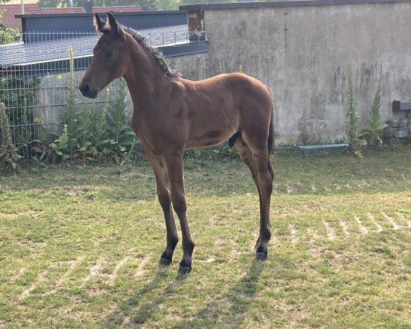 horse Samy De Luxe V (Bavarian, 2022, from Niagara 34)