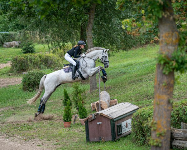 broodmare Bella Grande 4 (Holsteiner, 2009, from Cancara)