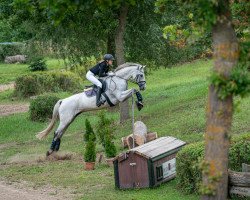broodmare Bella Grande 4 (Holsteiner, 2009, from Cancara)