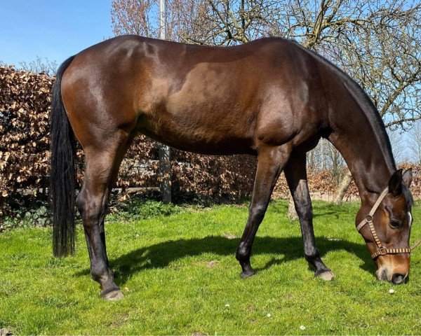 broodmare Fleur Delys (Oldenburg, 2008, from Fontane)