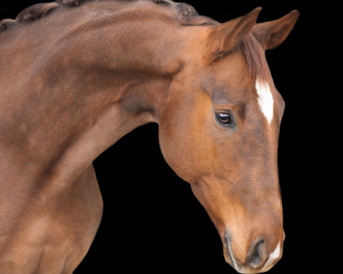 dressage horse Sir Daventry (Westphalian, 2015, from Sir Donnerhall I)