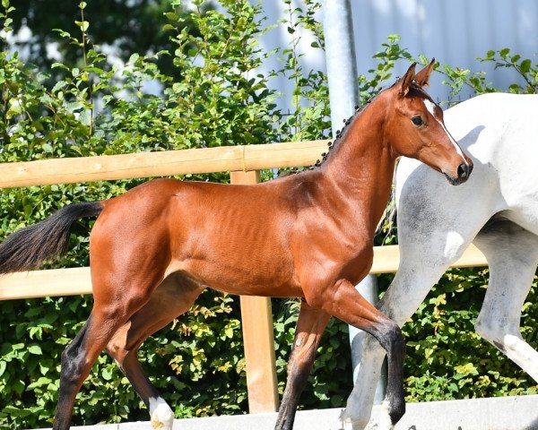 horse Clark Kent LW (Oldenburg, 2022, from Cashmere)