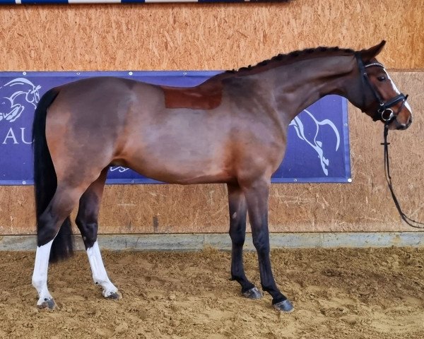 horse Hengst von Balounito / Los Angeles (Westphalian, 2019, from Balounito)