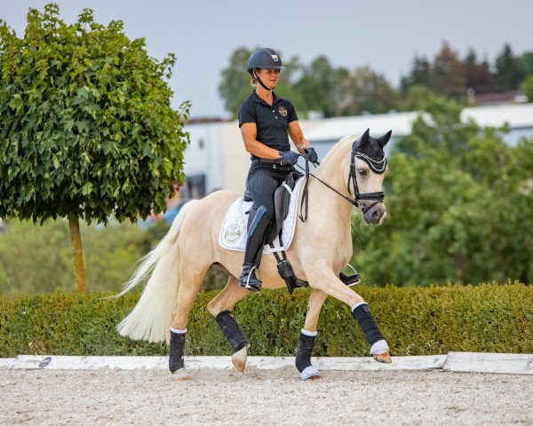Dressurpferd Weidners A Million Dollar Boy (Deutsches Reitpony, 2017, von Golden Atreju)