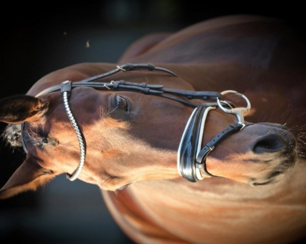 horse Dr. Roman II (Oldenburg, 2016, from Dr. Jackson D)