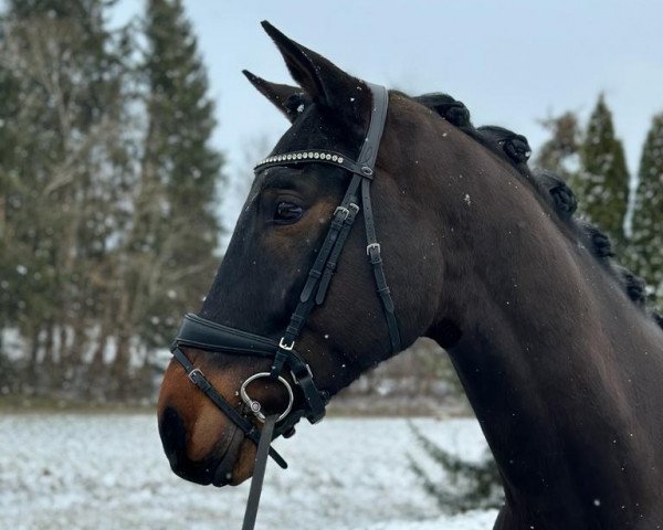 dressage horse Ronsard de Fernelmont (Westphalian, 2018, from Rifaisos)