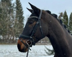 dressage horse Ronsard de Fernelmont (Westphalian, 2018, from Rifaisos)