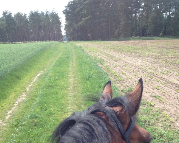 broodmare Luagranna (Hanoverian, 2002, from Lux Z)