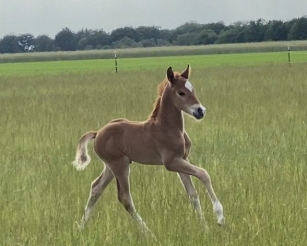Deckhengst von Ellings Nussnougat (Deutsches Reitpony,  , von Heidbergs Nancho Nova)