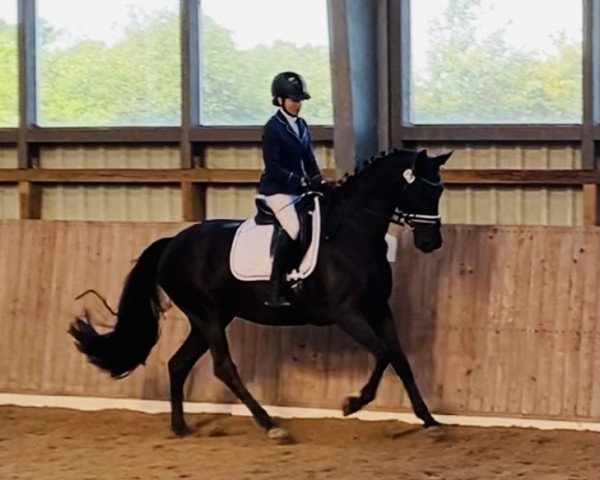 dressage horse First Lady von Ada (Hanoverian, 2017, from Fürst Wilhelm)