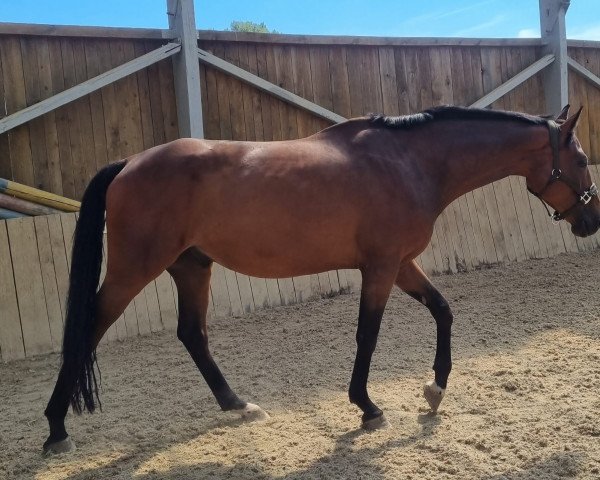 horse Candy (Hanoverian, 2017, from Scolari)