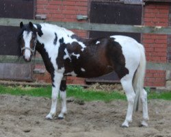 dressage horse Dolde 21 (Lewitzer, 2003)