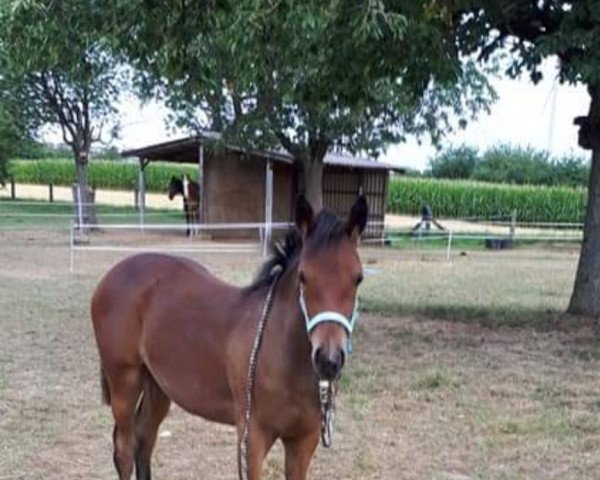 horse Amy (German Riding Pony, 2018, from A kind of Magic 5)