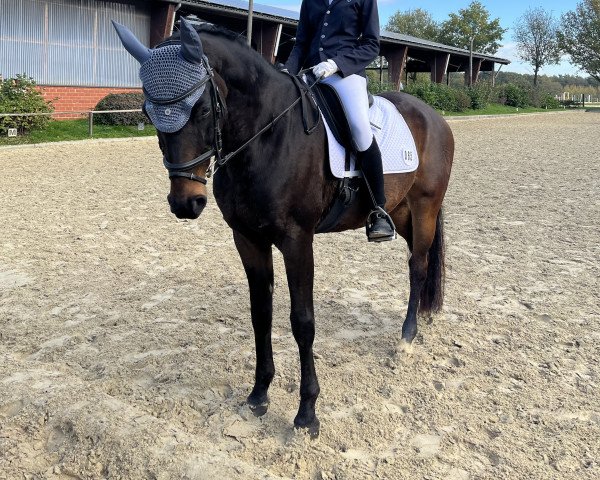 dressage horse Thunderlight (German Riding Pony, 2011, from Trentino)