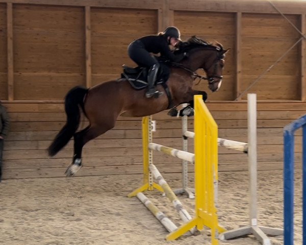 Springpferd Liselotte 29 (Deutsches Sportpferd, 2015, von Loran)