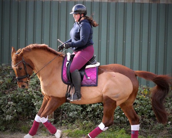dressage horse Girly (Bavarian, 1999, from Al Martino)