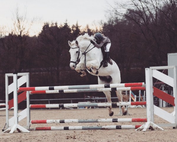 stallion Cassaius Maximus (Holsteiner, 2005, from Calato)