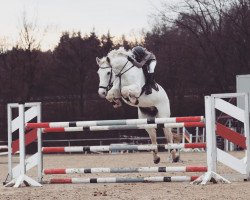 stallion Cassaius Maximus (Holsteiner, 2005, from Calato)