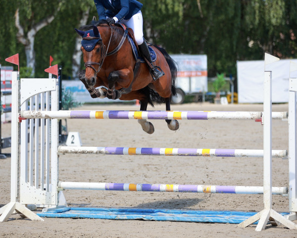 Springpferd Ella de Vil (Holsteiner, 2012, von Clarimo Ask)