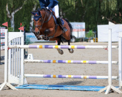 Springpferd Ella de Vil (Holsteiner, 2012, von Clarimo Ask)