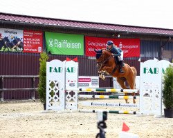 jumper Crime in Time (German Warmblood, 2018, from Coreggio)