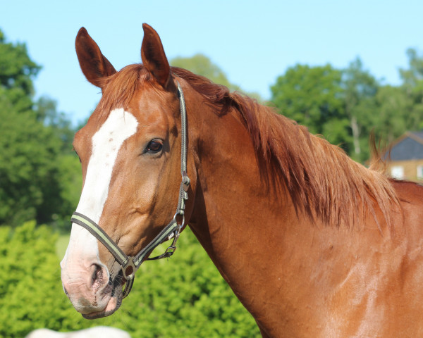 horse Farino Farbenfroh (Hanoverian, 2011, from Fürst Nymphenburg) horse Farino Farbenfroh (Hanoverian, 2011, from Fürst Nymphenburg)