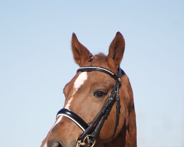 dressage horse Fagamo (Westphalian, 2002, from Fürst Piccolo)