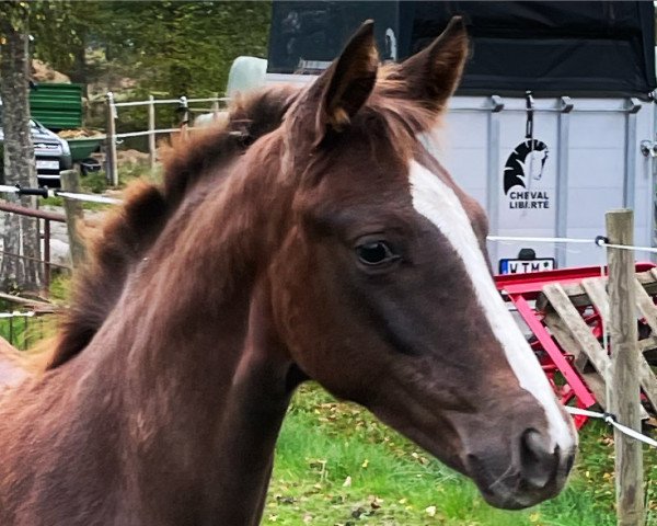 horse Neas Gold (Oldenburg, 2022, from Best of Gold)