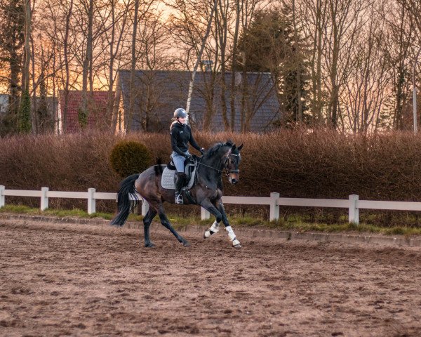 dressage horse Royal Lady Deluxe (Hanoverian, 2017, from Rock Forever NRW)