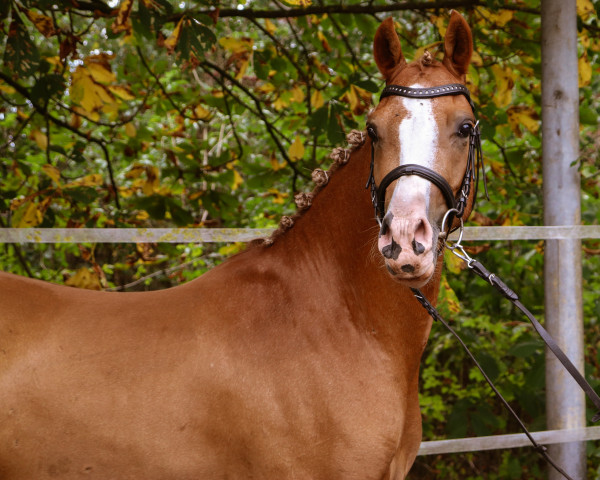 Pferd Dusty V 3 (Deutsches Reitpony, 2019, von Dimension AT NRW)