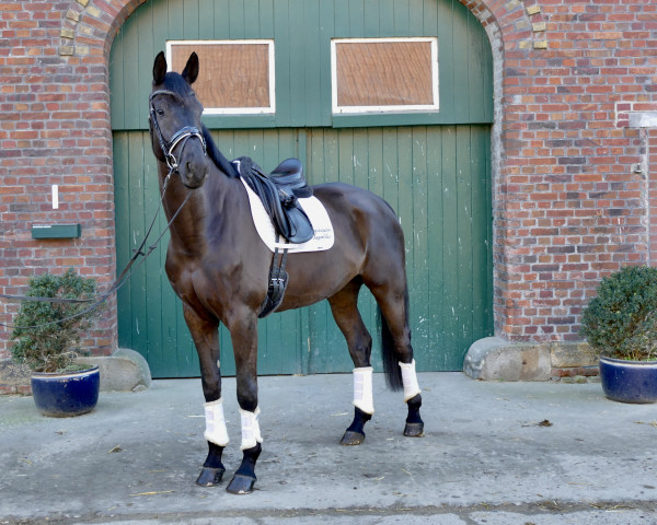 dressage horse Bacchus 72 (Trakehner, 2016, from E.H. Millennium) dressage horse Bacchus 72 (Trakehner, 2016, from E.H. Millennium)