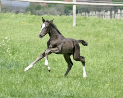 horse Stute von Sportsfreund / Don Schufro (Westphalian, 2022, from Sportsfreund 14)