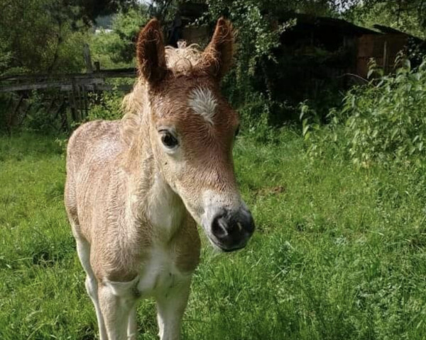Pferd Nuggat (Haflinger, 2017, von Nostradamus)