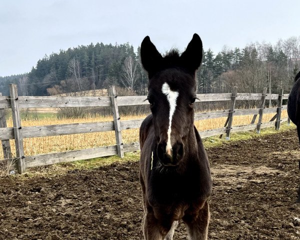 broodmare Cutie Pie (Westphalian, 2023, from Diamantenglanz)