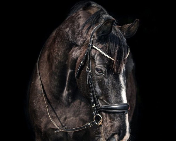 broodmare Donnalotte (Oldenburg, 2006, from Rosario 37)