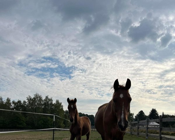 broodmare Belle Orange (Oldenburg, 2015, from Franziskus FRH) broodmare Belle Orange (Oldenburg, 2015, from Franziskus FRH)