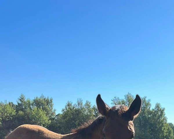 Pferd Sir Blanco (Deutsches Sportpferd, 2022, von Sky)