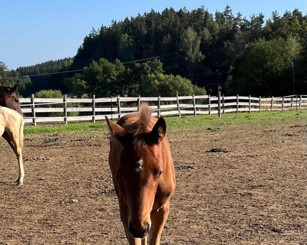 horse Shakespeare (German Sport Horse, 2022, from San To Alati FRH)