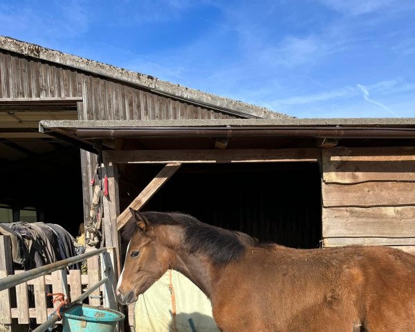 horse Alice (Bavarian, 2022, from ASTERIX DE COULEUR)