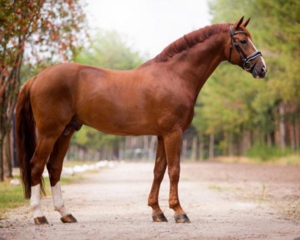 Deckhengst Edward 28 (Hannoveraner, 2005, von Embassy I)