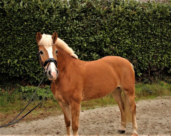 dressage horse Avasine (Haflinger, 2012, from Avalston)