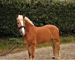 Dressurpferd Avasine (Haflinger, 2012, von Avalston)