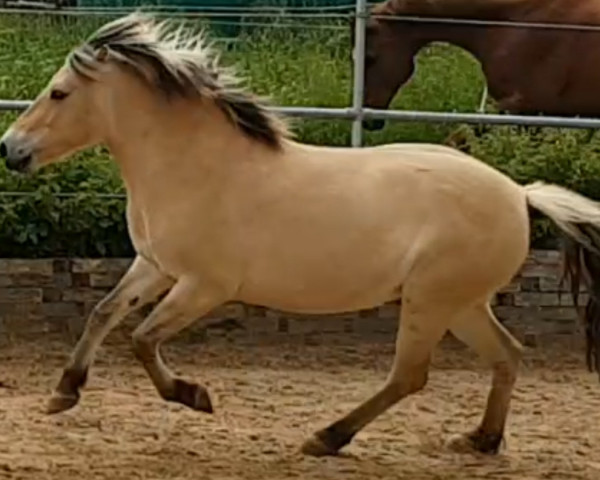 Pferd Havanna (Fjordpferd, 2017, von Hisco)