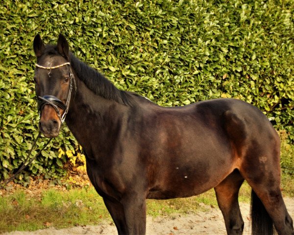 jumper Maui 4 (German Riding Pony, 1999, from Folklore)