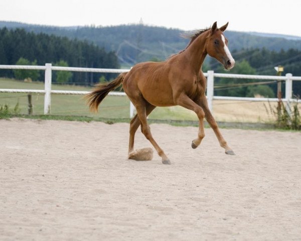 horse Dancing Queen (German Warmblood, 2017, from Destano)