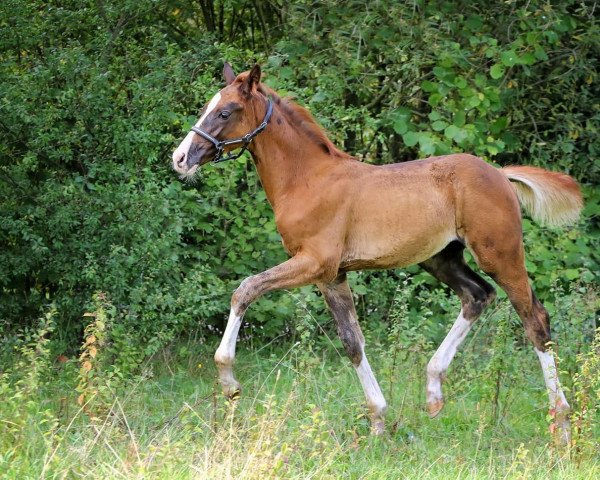 horse Quality in Gold (German Sport Horse, 2019, from Quaterback)